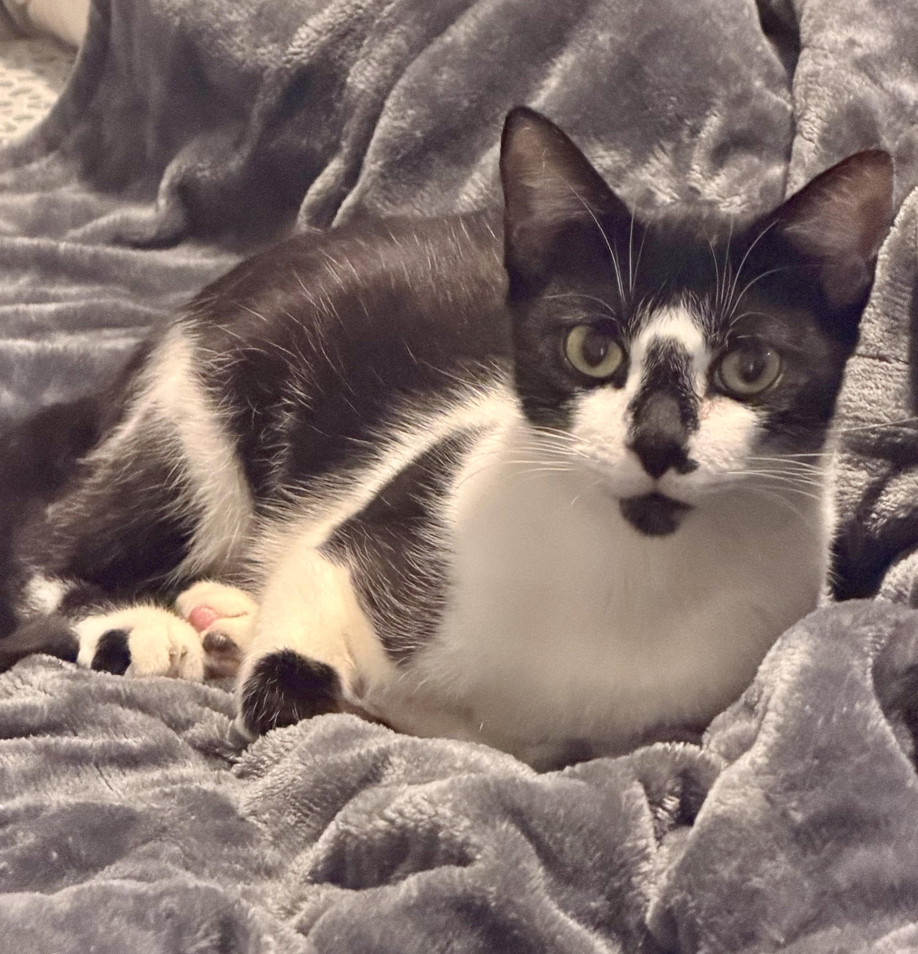 Splotch, a ADOPTABLE Tuxedo in Bethel, CT image 4/6
