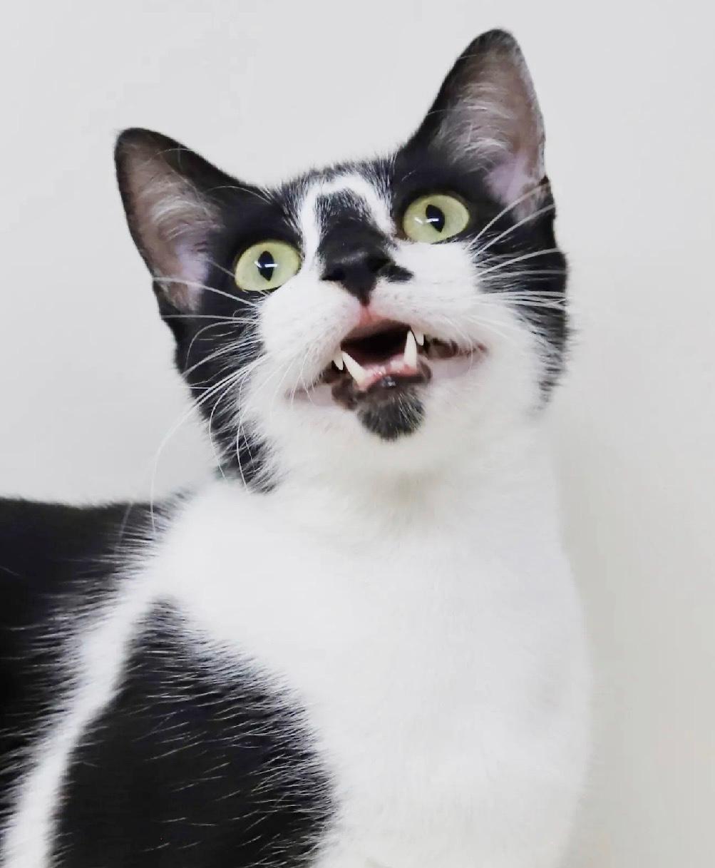 Splotch, a ADOPTABLE Tuxedo in Bethel, CT image 6/6