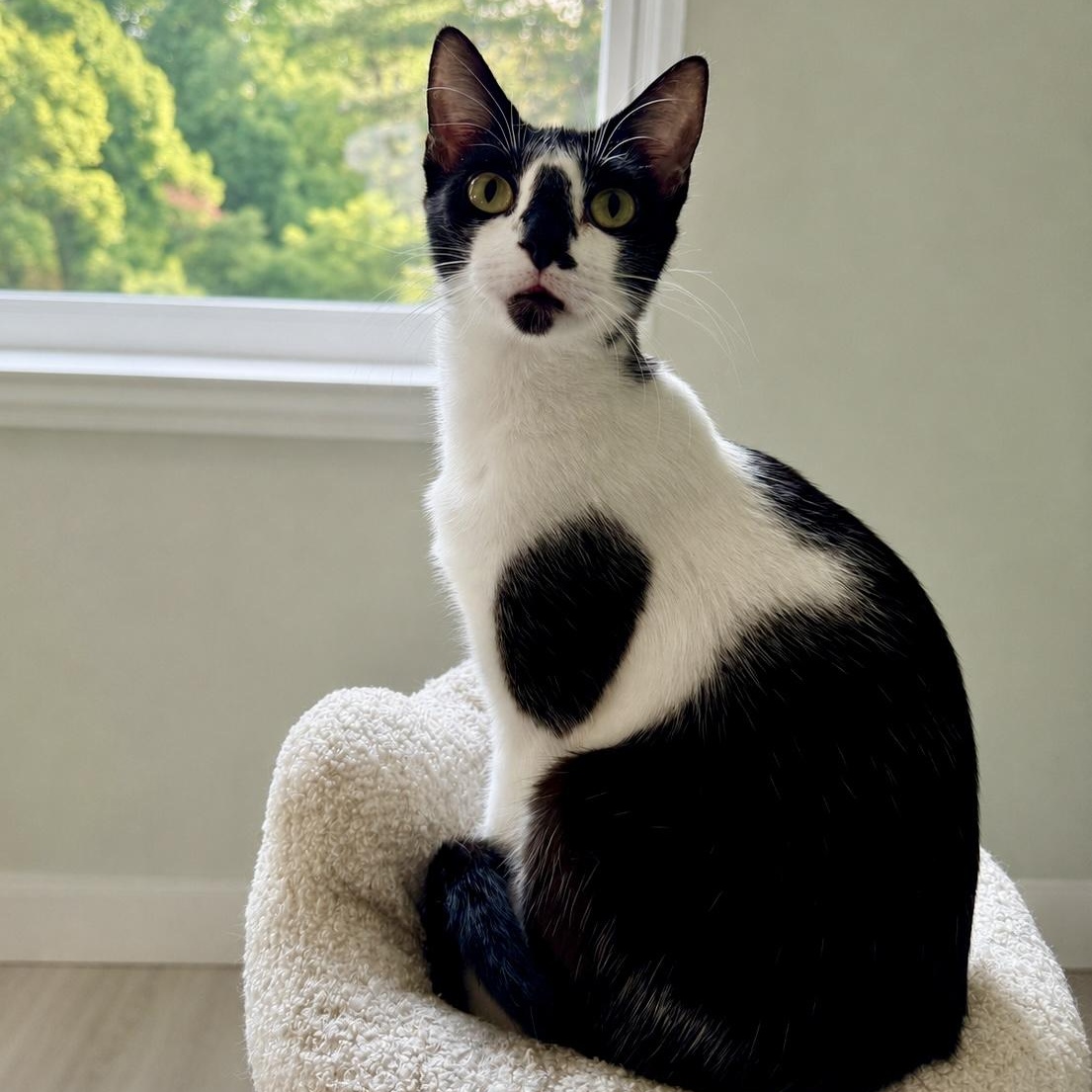 Splotch, adopted, Young Male Tuxedo.