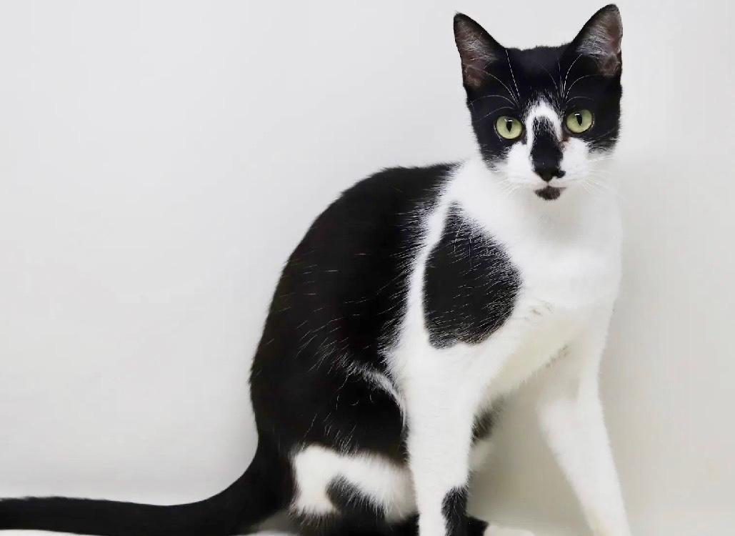 Splotch, a ADOPTABLE Tuxedo in Bethel, CT image 5/6