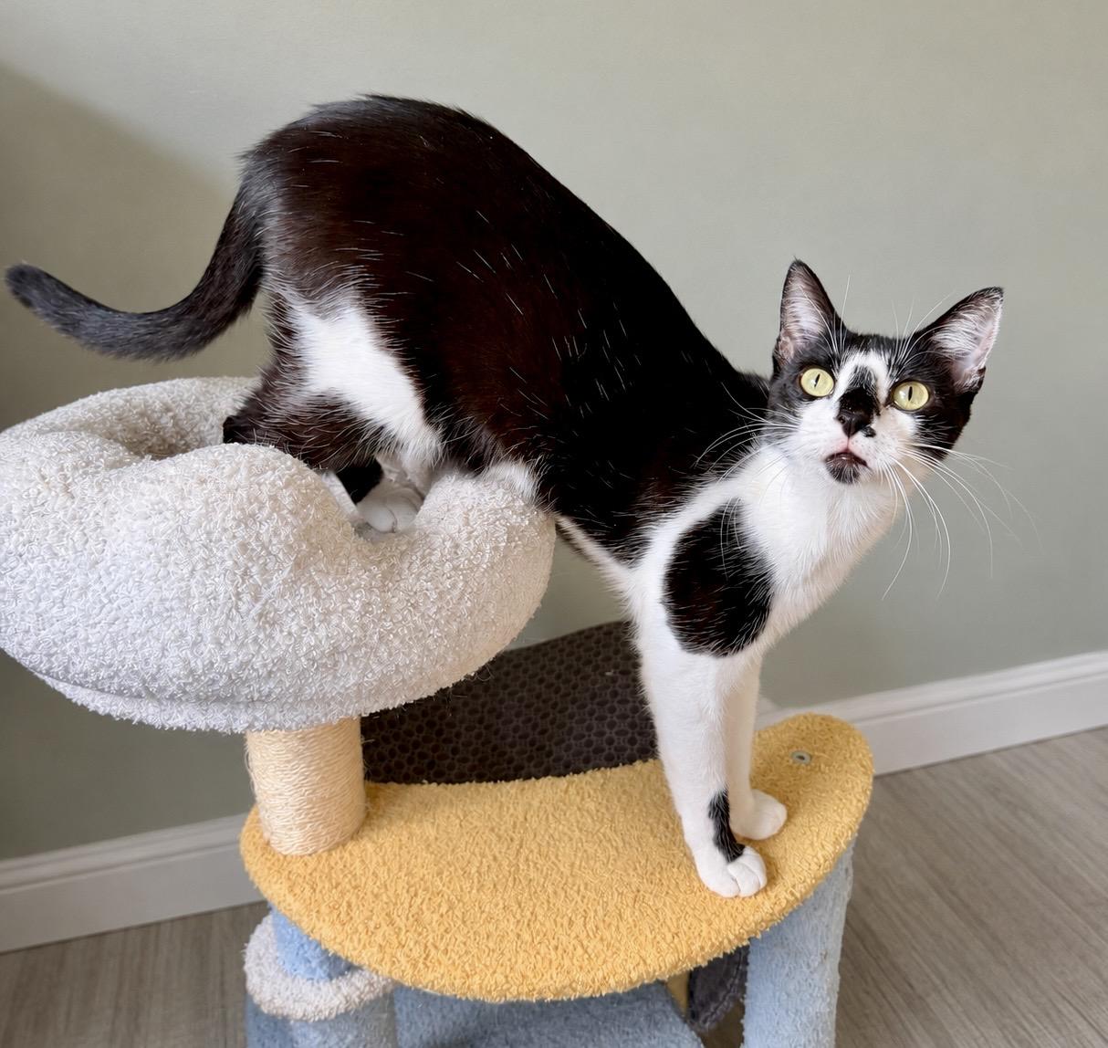 Splotch, a ADOPTABLE Tuxedo in Bethel, CT image 2/6