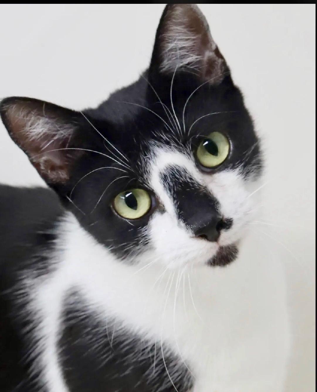 Splotch, a ADOPTABLE Tuxedo in Bethel, CT image 3/6