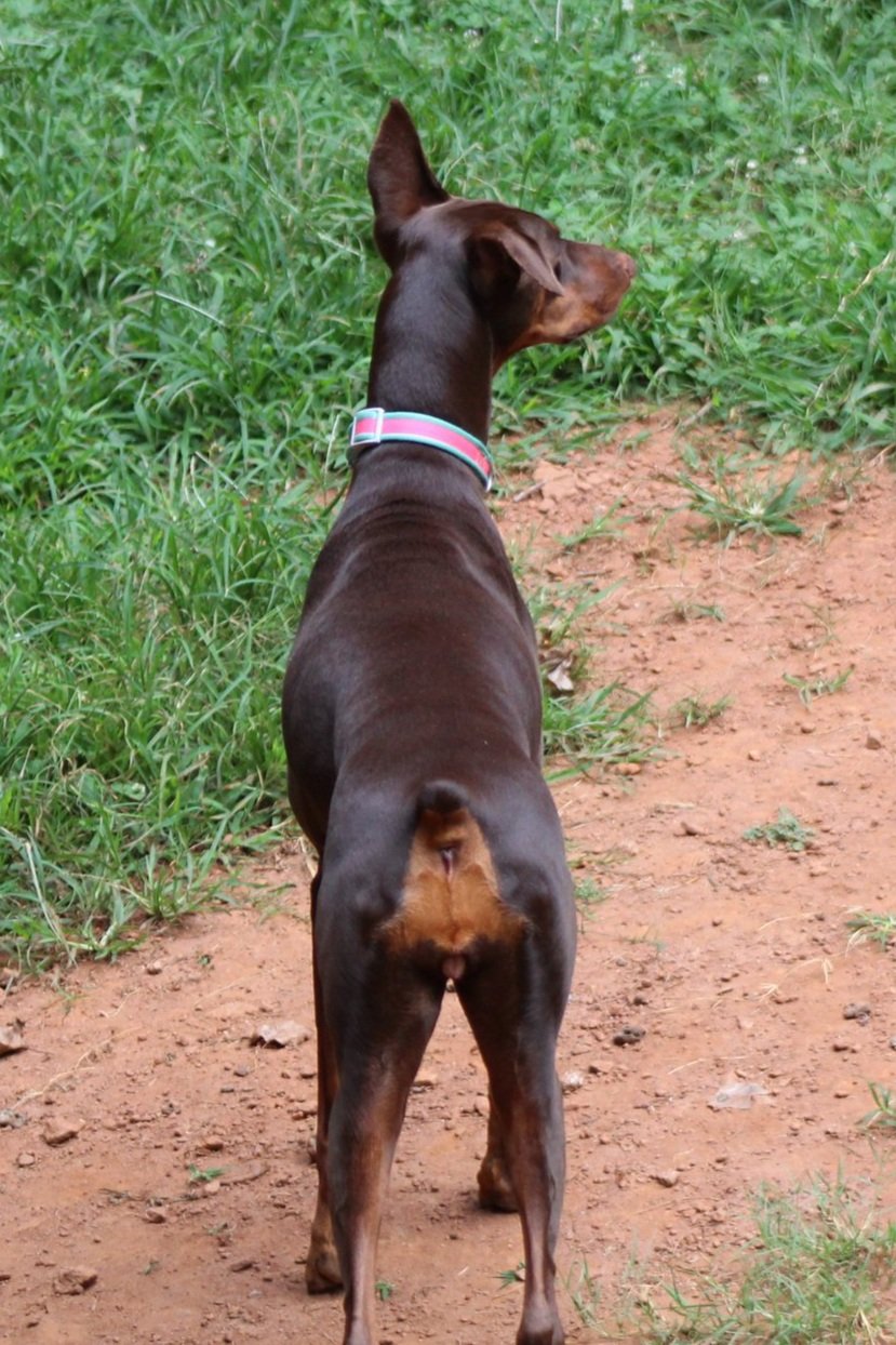 Enlarge Venus, a Adopted Doberman Pinscher in Matthews, NC image 3/3