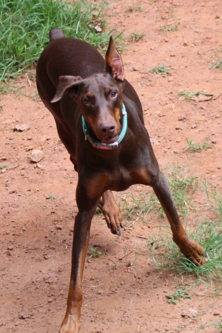 Enlarge Venus, a Adopted Doberman Pinscher in Matthews, NC image 1/3