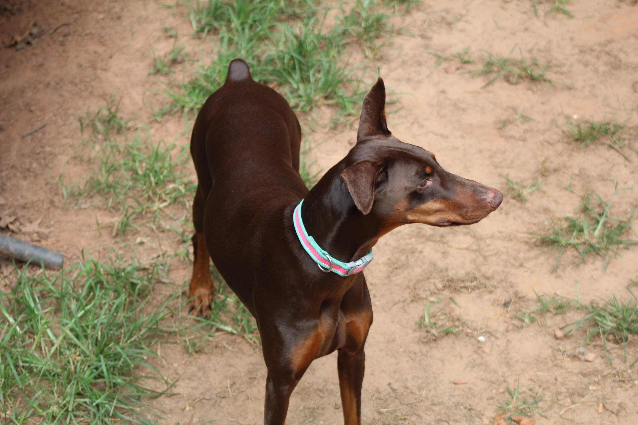 Enlarge Venus, a Adopted Doberman Pinscher in Matthews, NC image 2/3