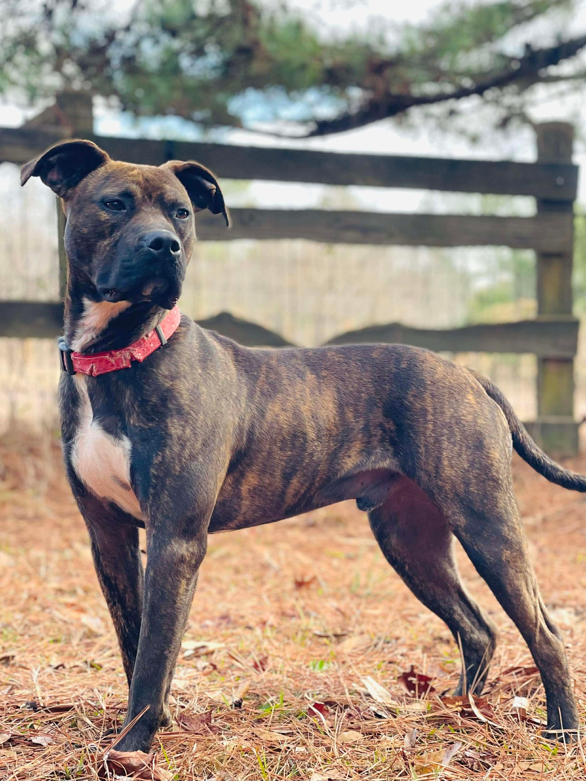 Gunner, a ADOPTABLE Mixed Breed in Oxford, GA image 6/6