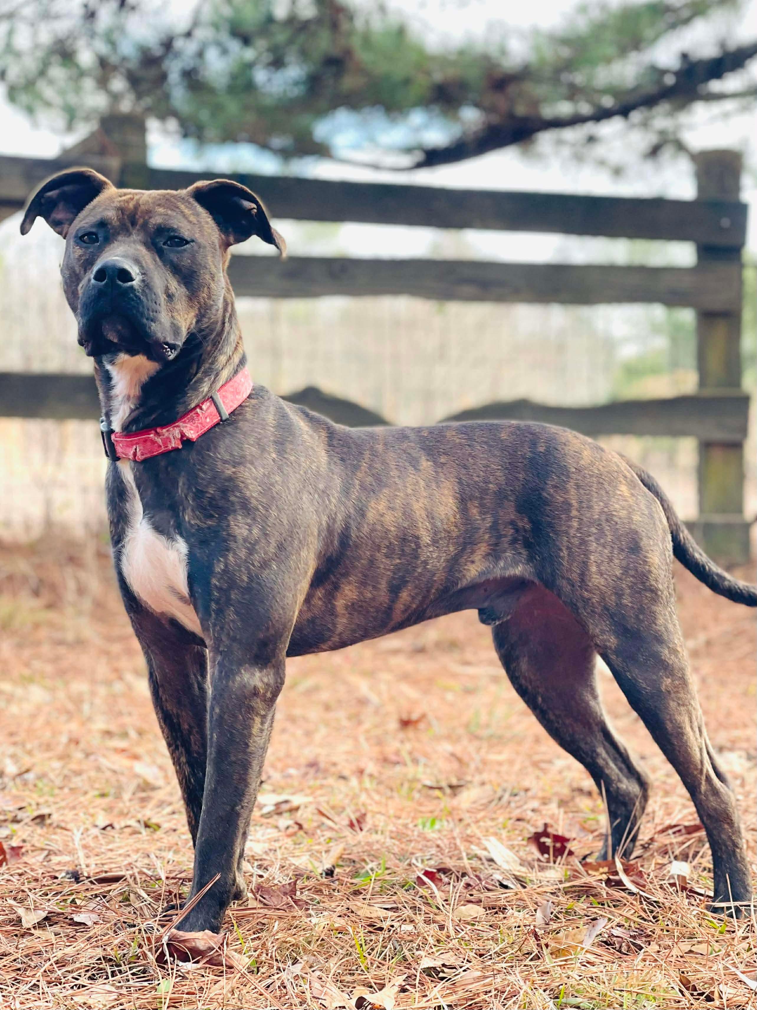 Gunner, a ADOPTABLE Mixed Breed in Oxford, GA image 4/6