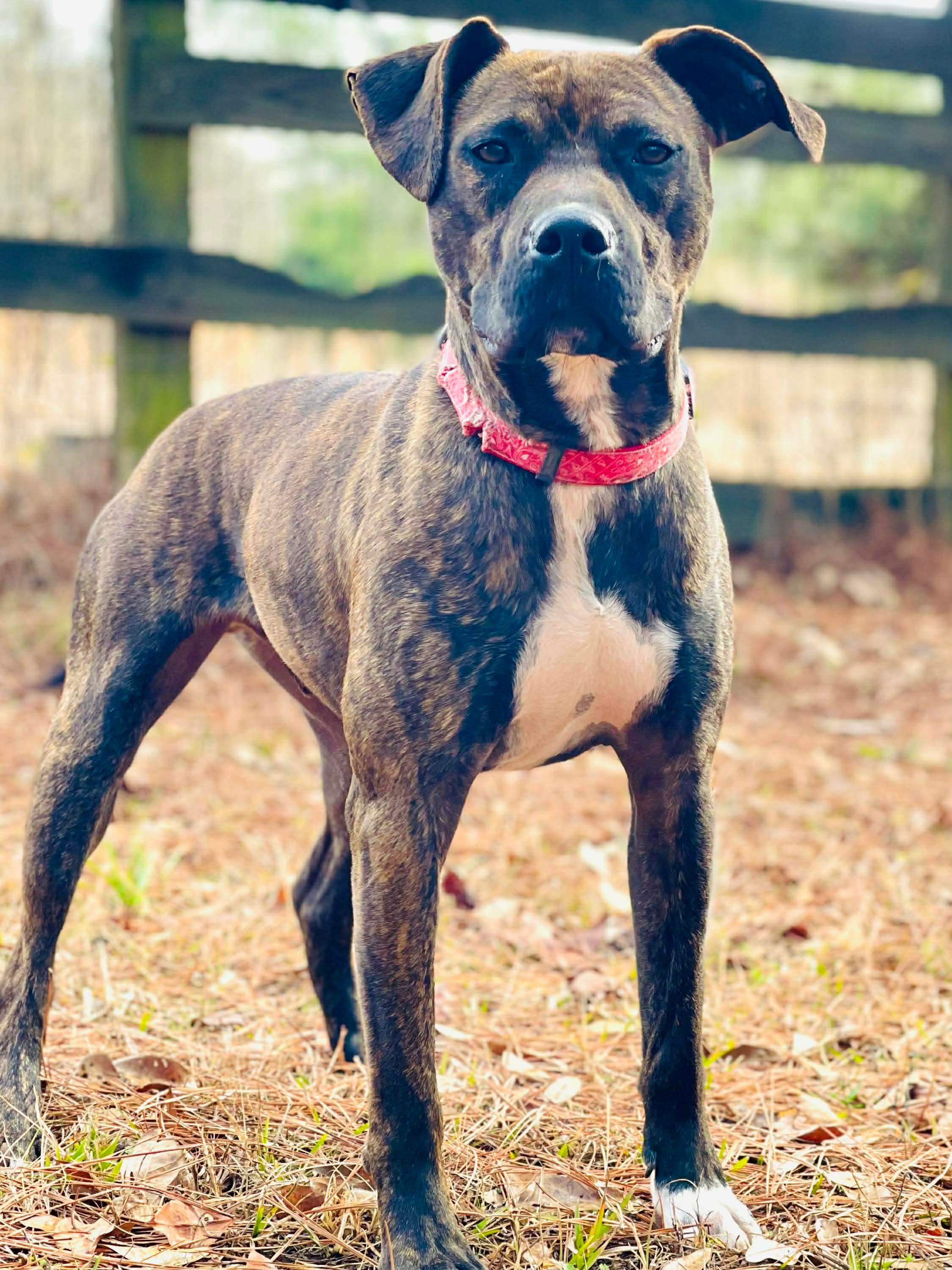 Gunner, a ADOPTABLE Mixed Breed in Oxford, GA image 5/6