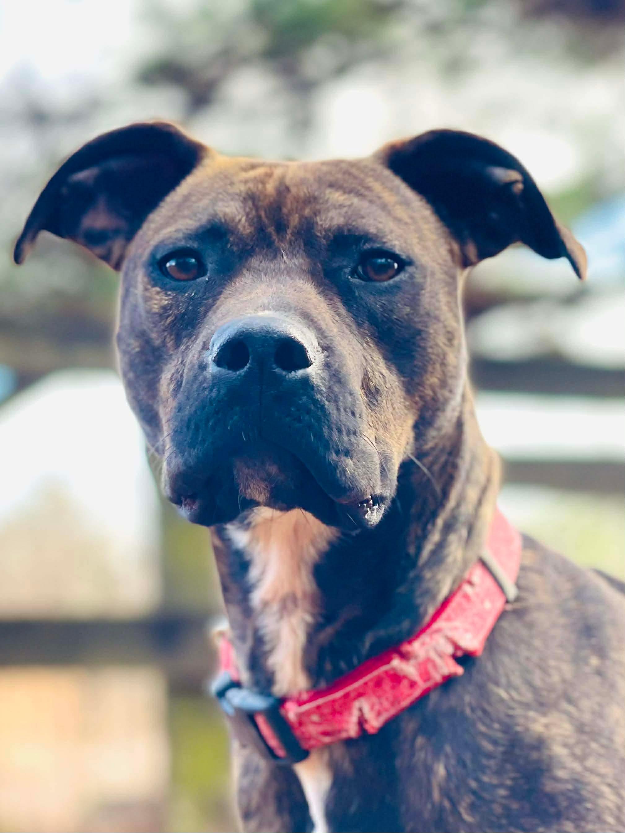 Gunner, ADOPTABLE, Young Male Mixed Breed.