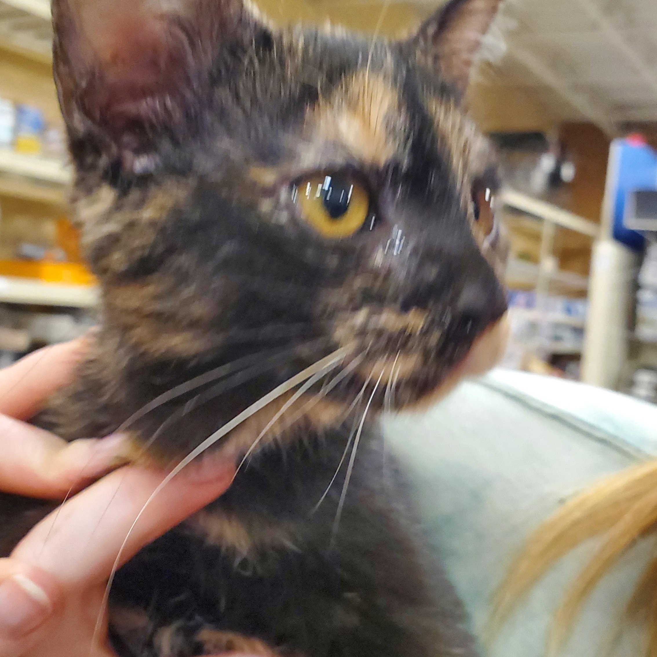 Bella, ADOPTABLE, Kitten Female Tortoiseshell.