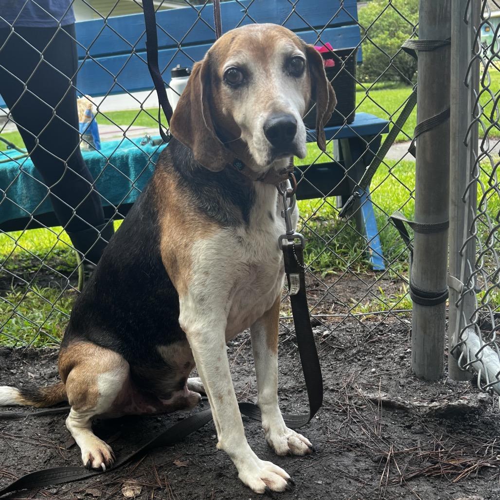 Benji @ Foster, Adoptable, Senior Male Beagle.