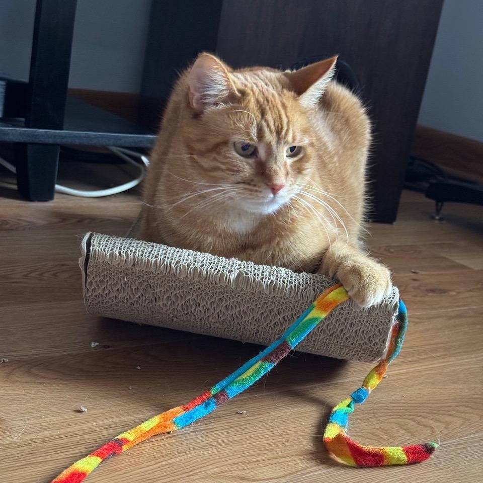 Enlarge Ruby, a ADOPTABLE Domestic Short Hair in Chicago, IL image 2/4