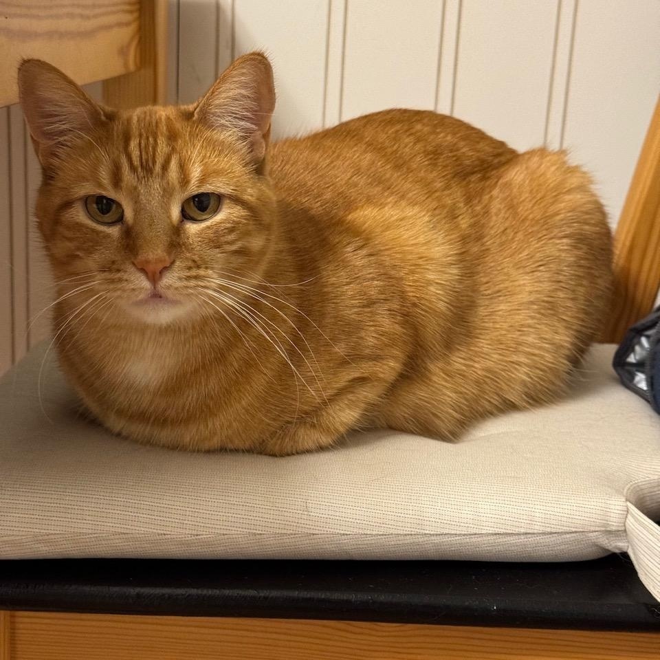 Enlarge Ruby, a ADOPTABLE Domestic Short Hair in Chicago, IL image 1/4