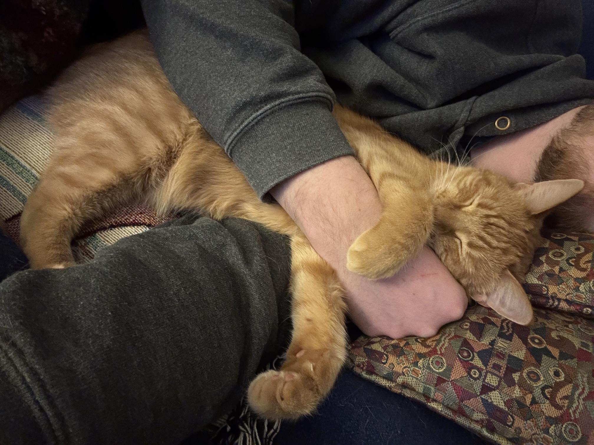 Enlarge Ruby, a ADOPTABLE Domestic Short Hair in Chicago, IL image 3/4
