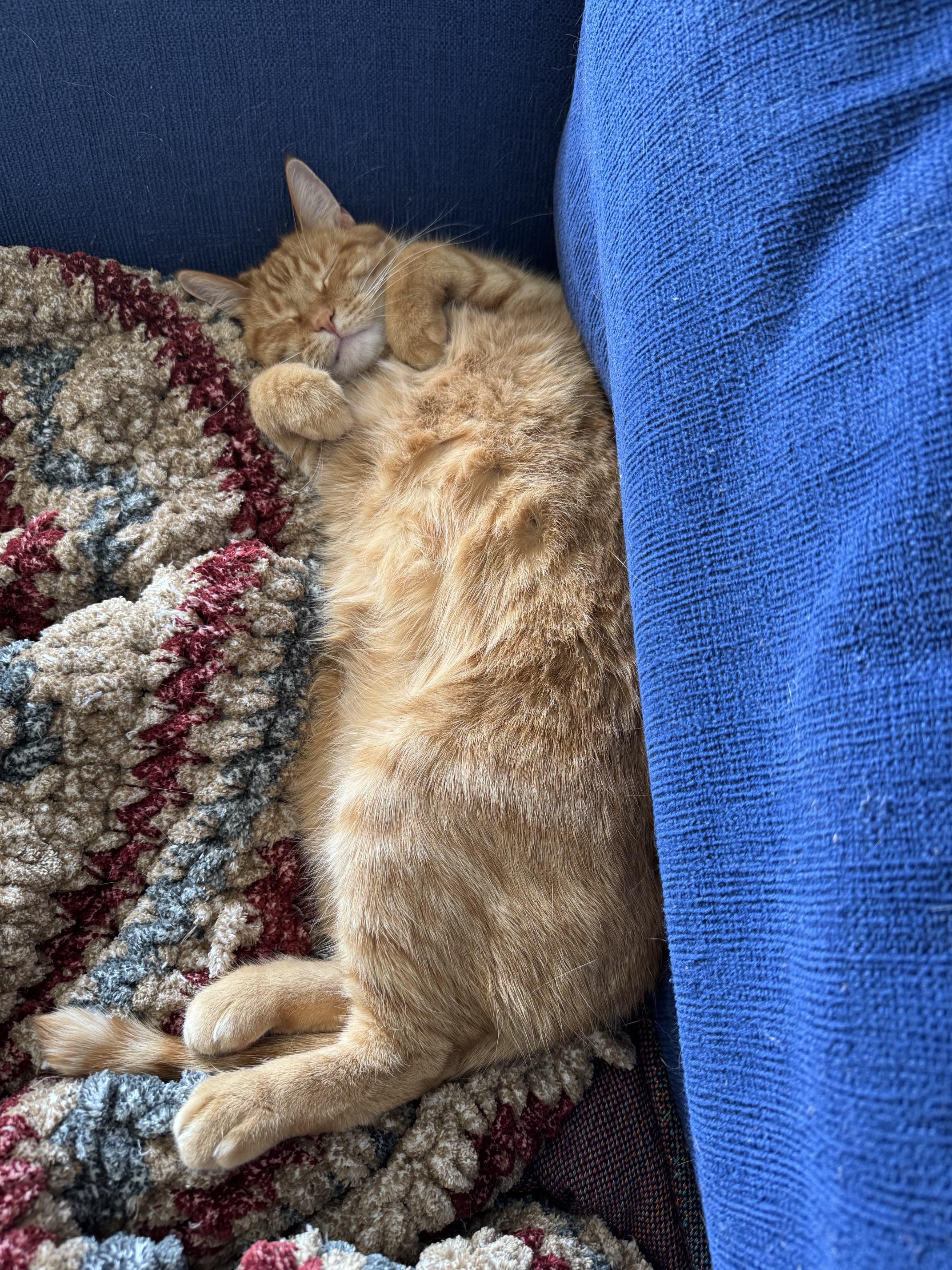 Enlarge Ruby, a ADOPTABLE Domestic Short Hair in Chicago, IL image 4/4