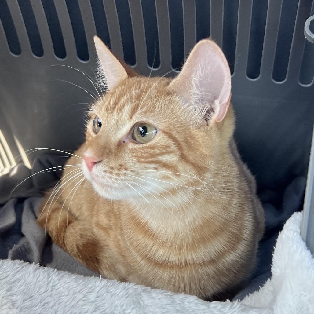 Sam, Adoptable, Young Male Domestic Short Hair.