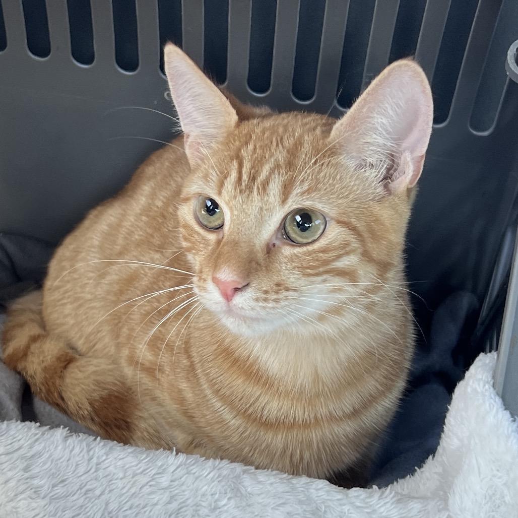 Sam, a Adoptable Domestic Short Hair in Huntsville, AL image 2/5