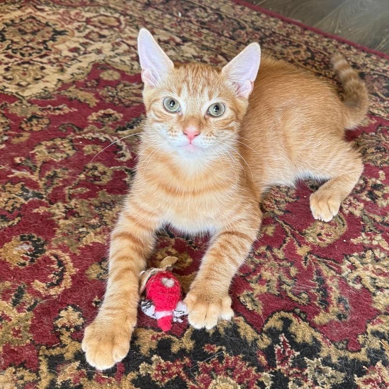 Sam, a Adoptable Domestic Short Hair in Huntsville, AL image 3/5