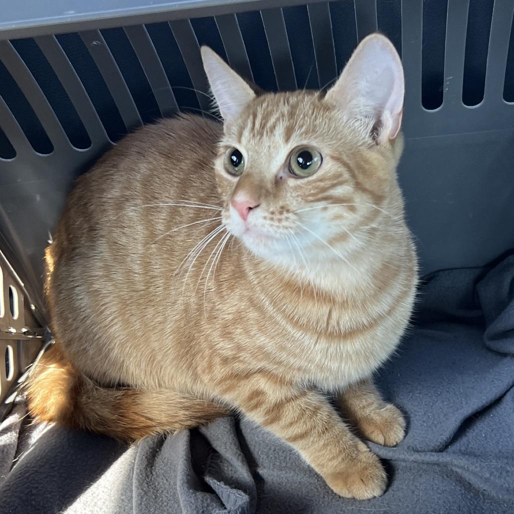 Sam, a Adoptable Domestic Short Hair in Huntsville, AL image 4/5