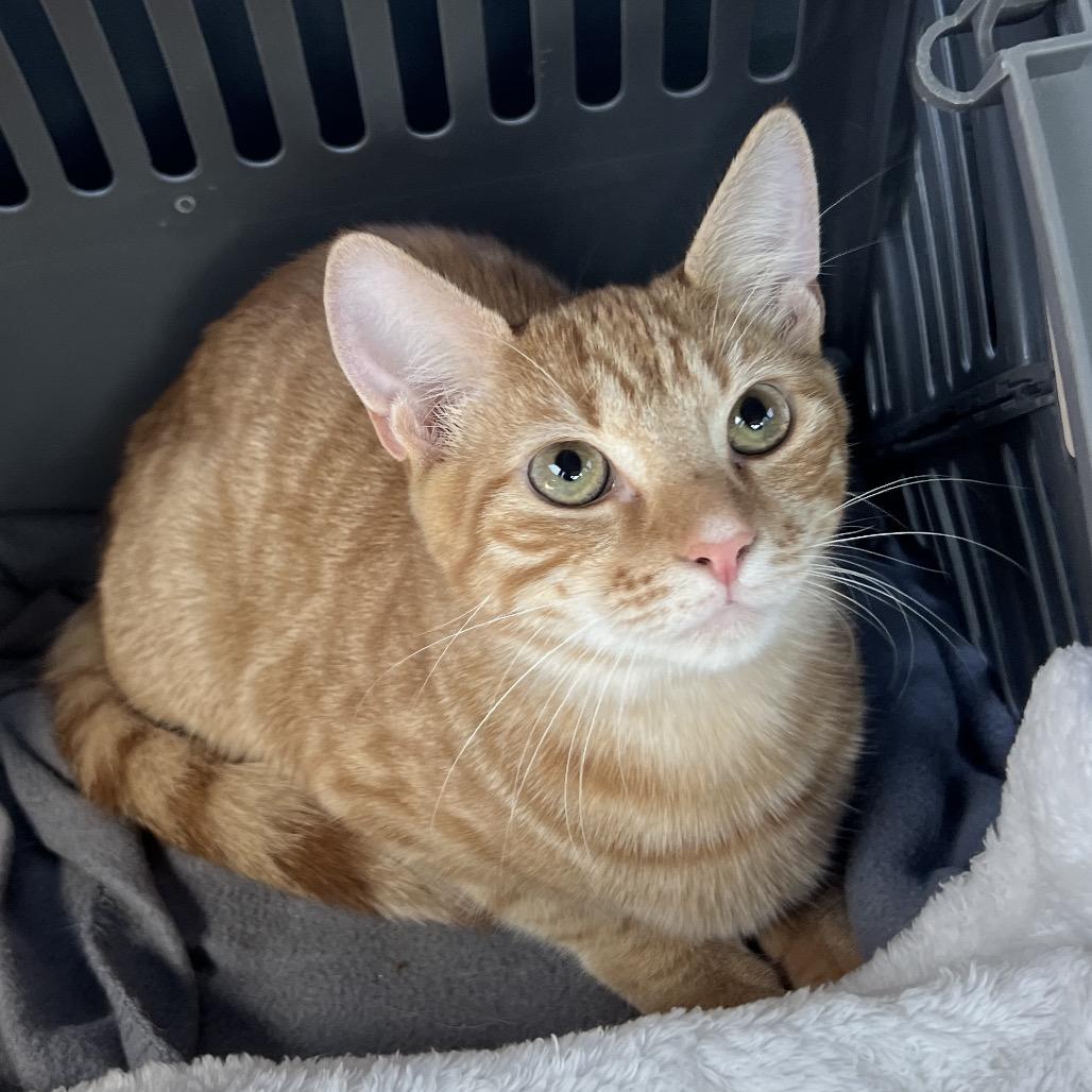 Sam, a Adoptable Domestic Short Hair in Huntsville, AL image 5/5