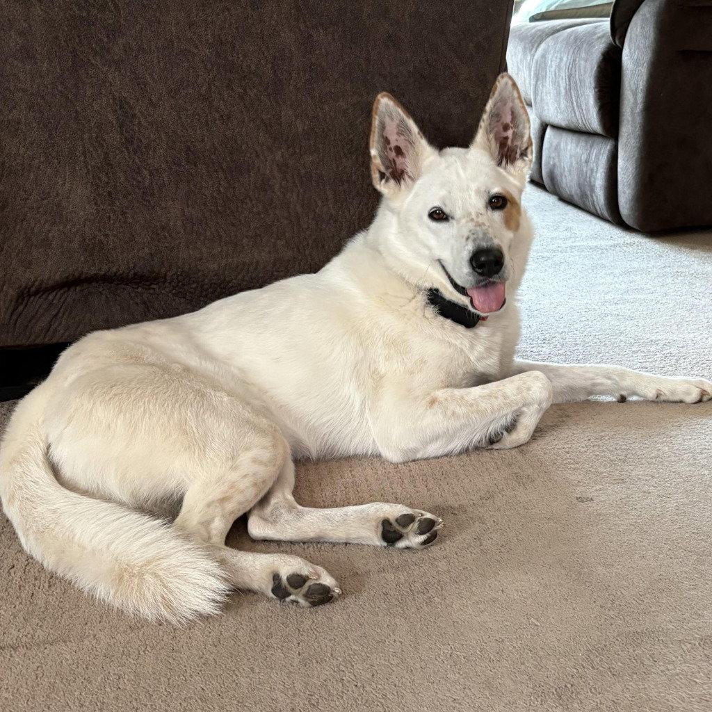 Juno, Adoptable, Adult Female Cattle Dog & Terrier.