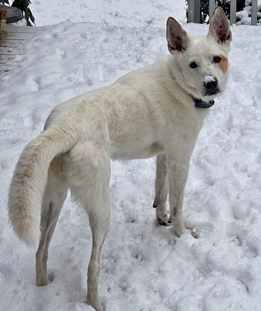 Juno, Adoptable, Adult Female Cattle Dog & Terrier.