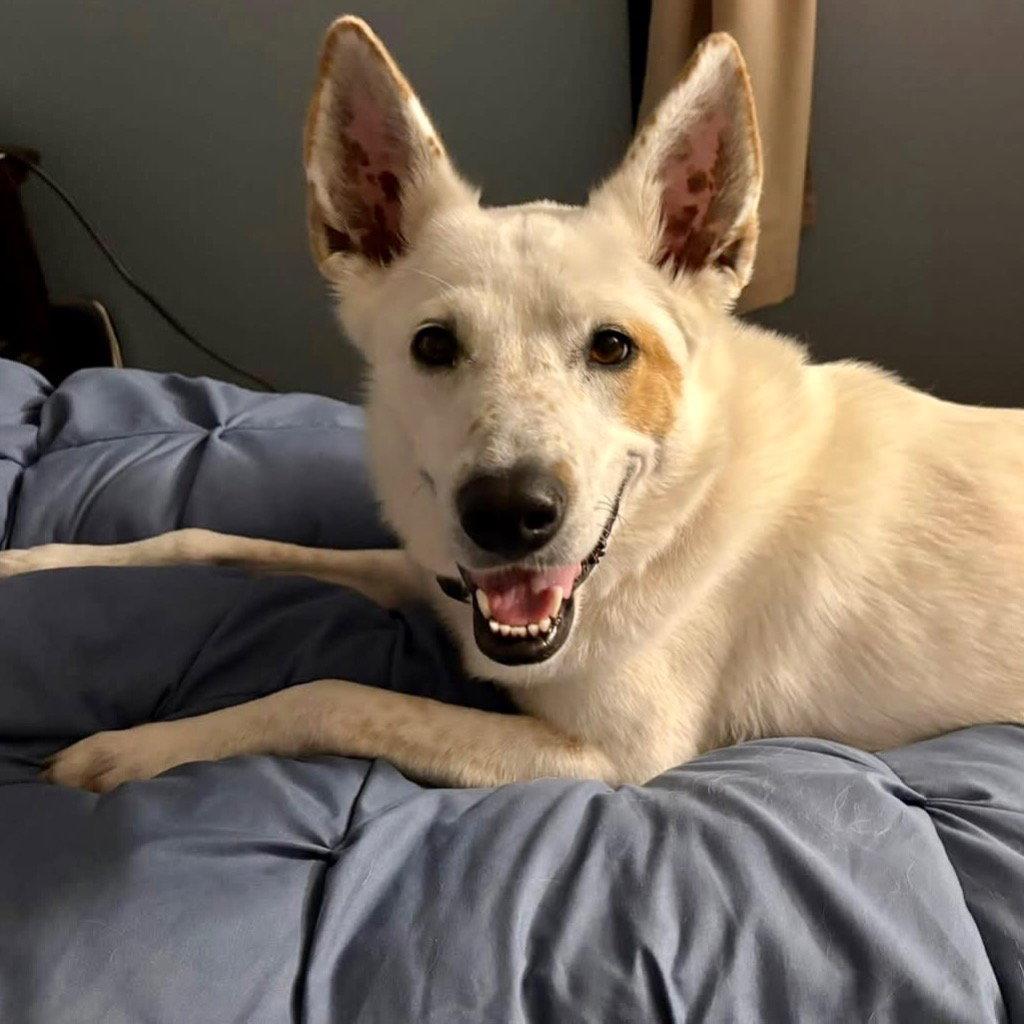 Enlarge Juno, a Adoptable mixed breed in Bloomfield, CT image 1/3