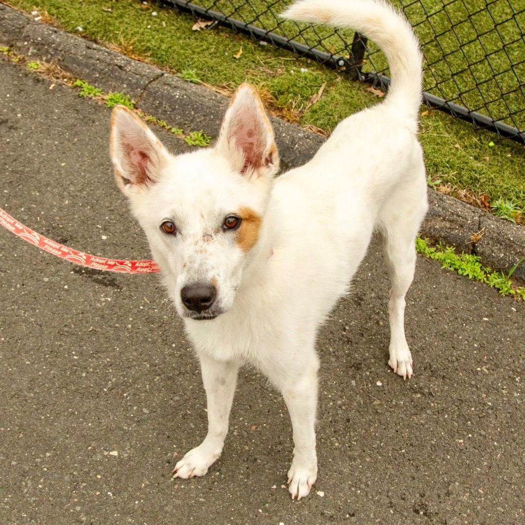 Juno, Adoptable, Adult Female Cattle Dog & Terrier.