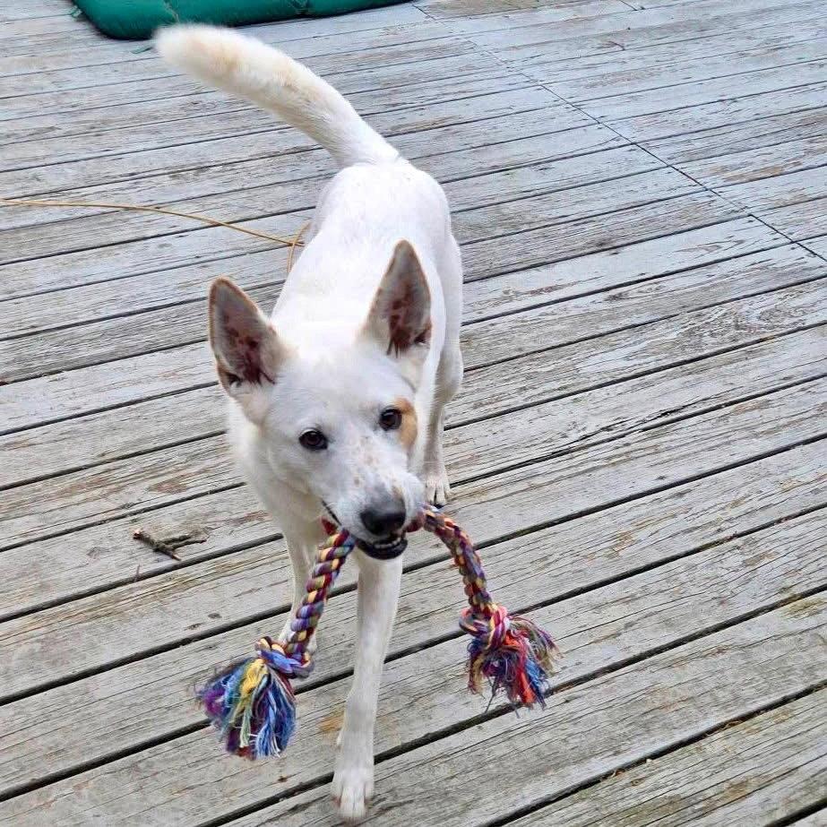 Enlarge Juno, a Adoptable mixed breed in Bloomfield, CT image 2/3