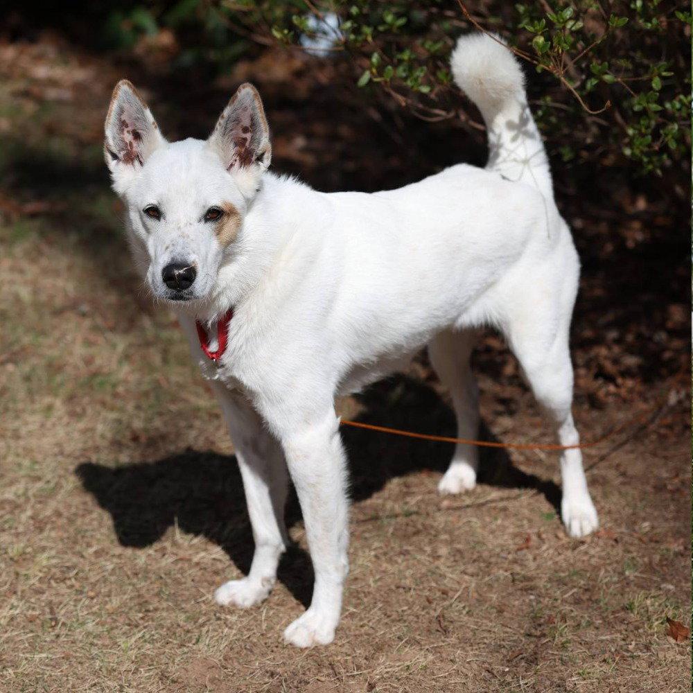 Enlarge Juno, a Adoptable mixed breed in Bloomfield, CT image 1/3