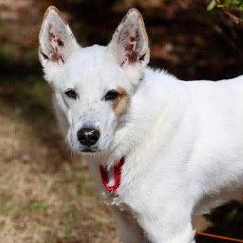 Enlarge Juno, a Adoptable mixed breed in Bloomfield, CT image 2/3