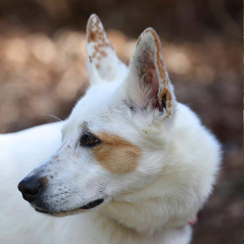 Enlarge Juno, a Adoptable mixed breed in Bloomfield, CT image 3/3