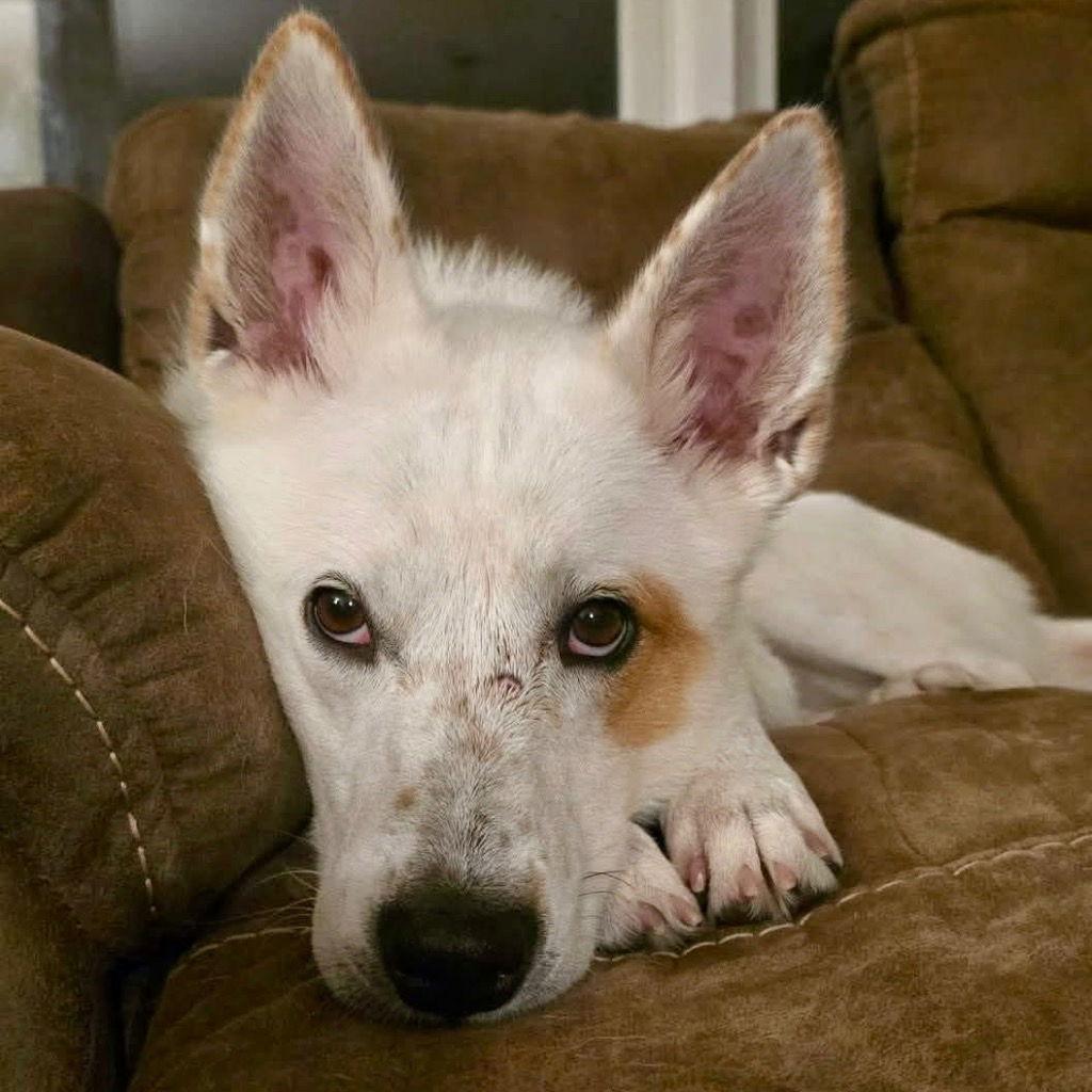 Enlarge Juno, a Adoptable mixed breed in Bloomfield, CT image 3/3