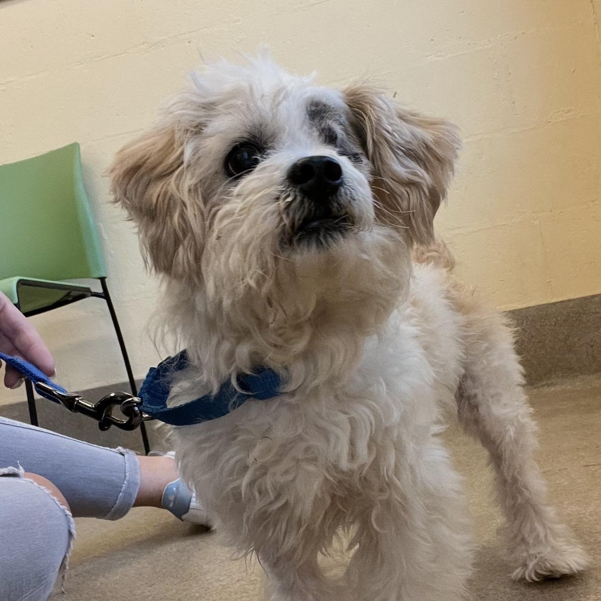 Enlarge Tamagotchi, a ADOPTABLE mixed breed in Eatontown, NJ image 6/6