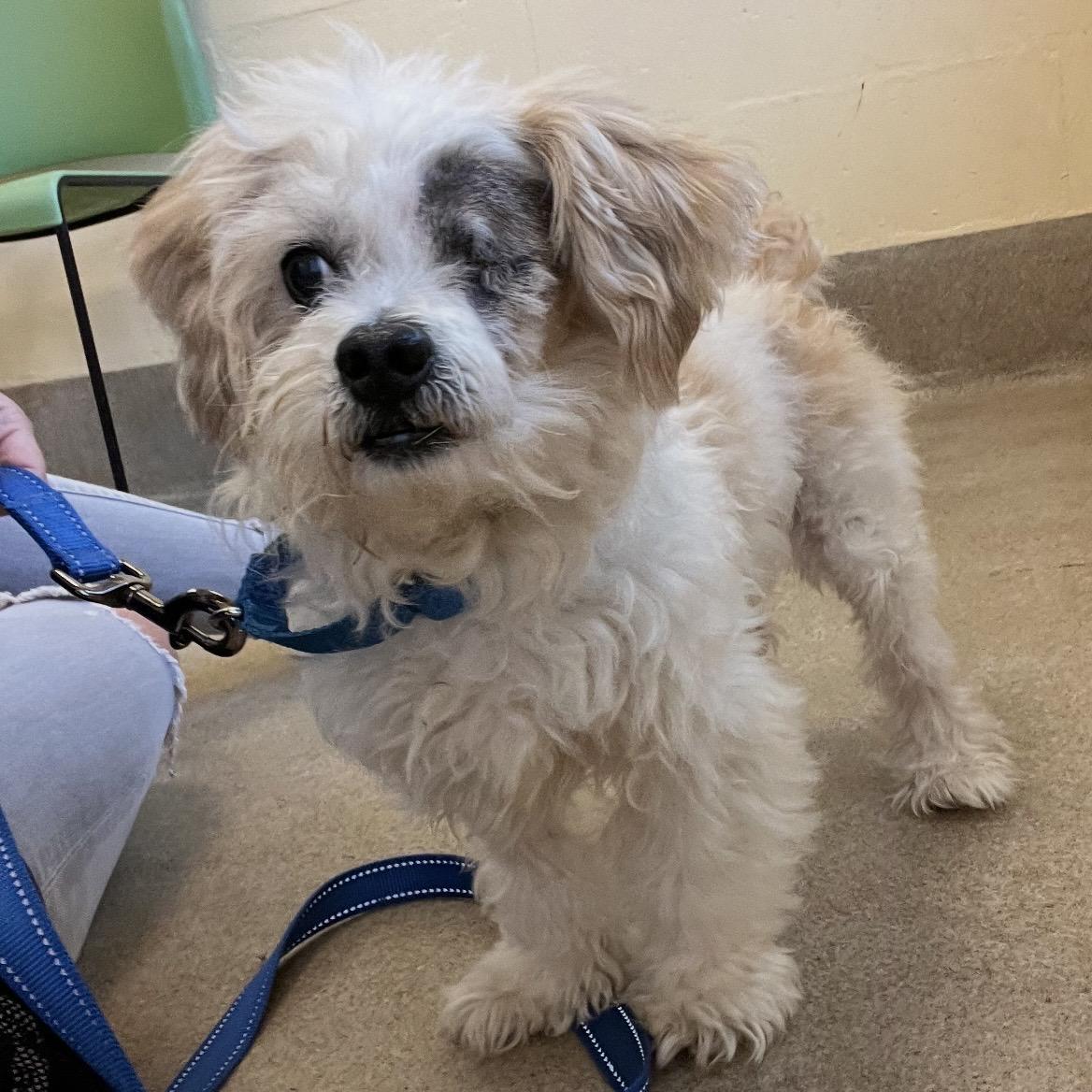 Enlarge Tamagotchi, a ADOPTABLE mixed breed in Eatontown, NJ image 4/6