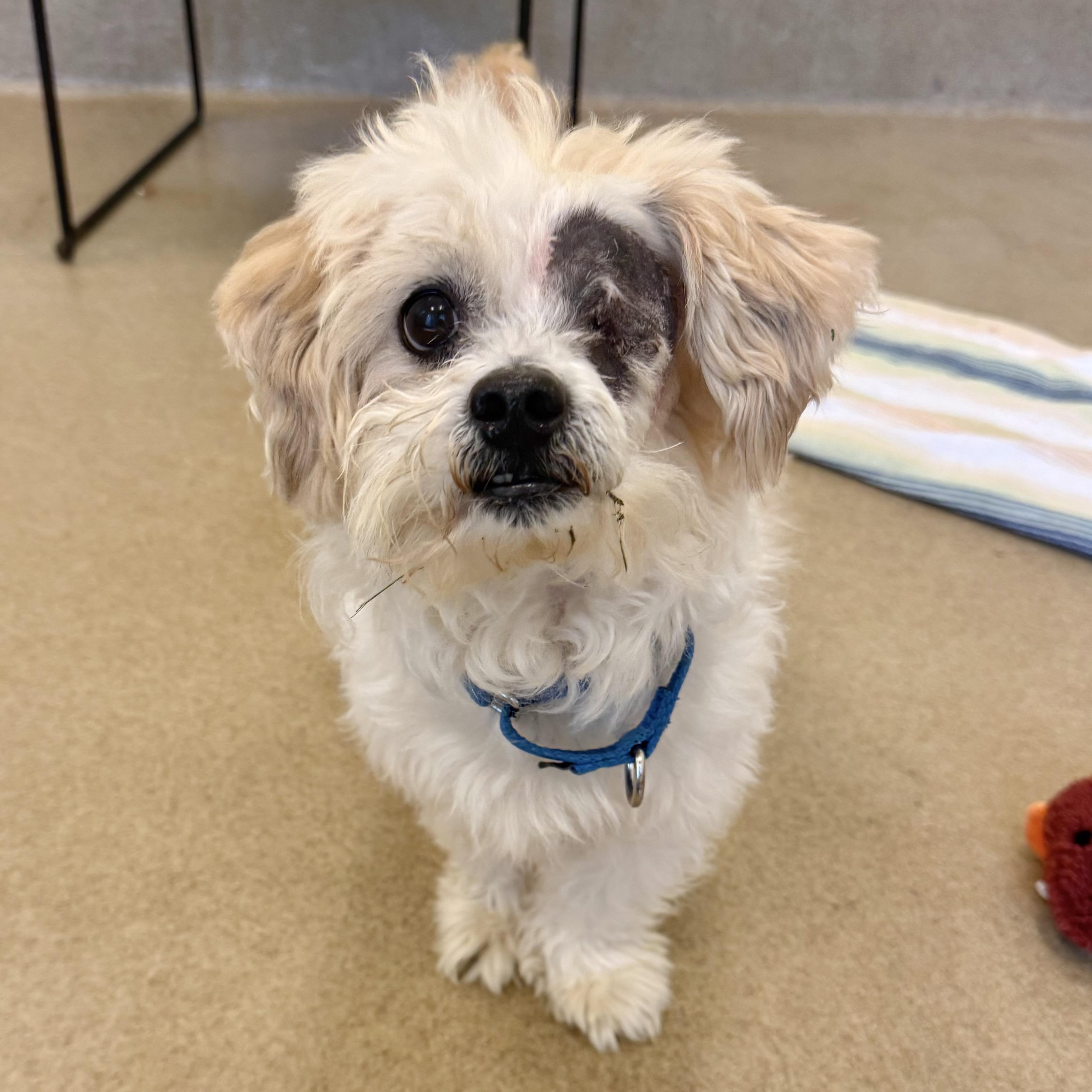 Enlarge Tamagotchi, a ADOPTABLE mixed breed in Eatontown, NJ image 2/6
