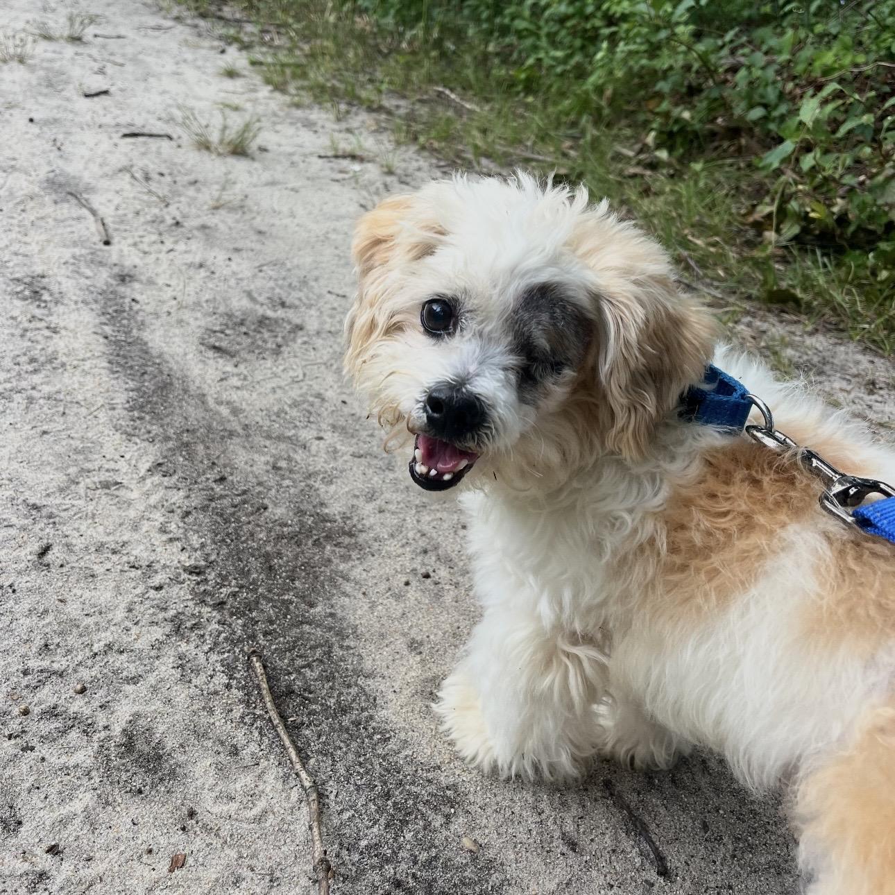 Enlarge Tamagotchi, a ADOPTABLE mixed breed in Eatontown, NJ image 5/6