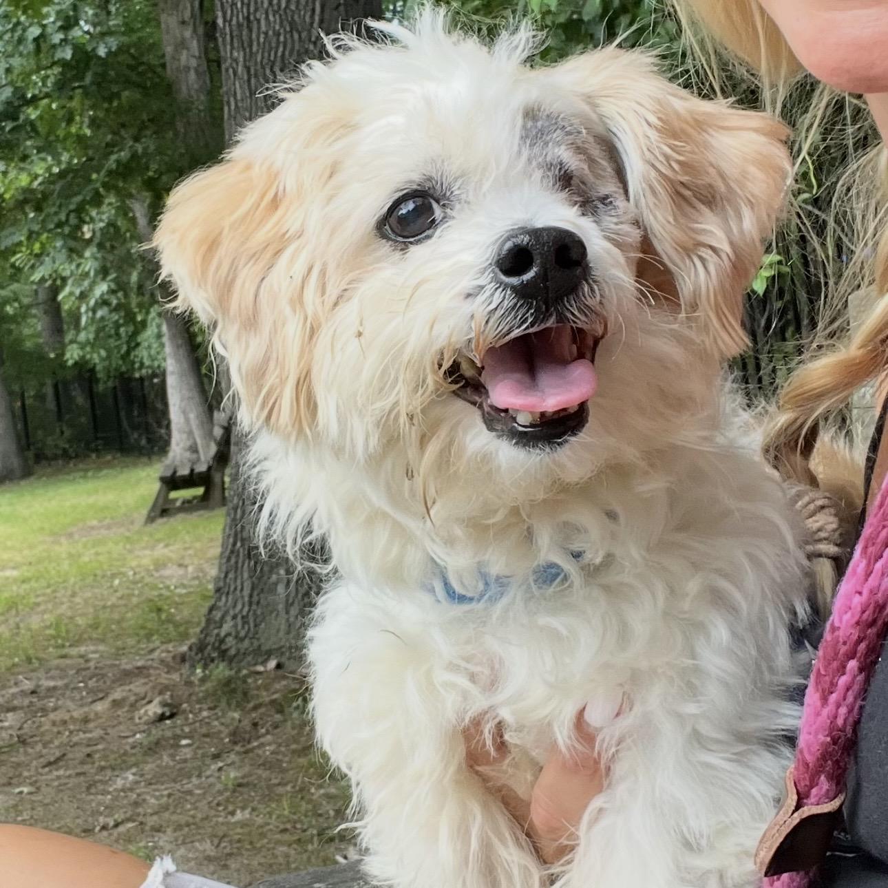 Enlarge Tamagotchi, a ADOPTABLE mixed breed in Eatontown, NJ image 1/6