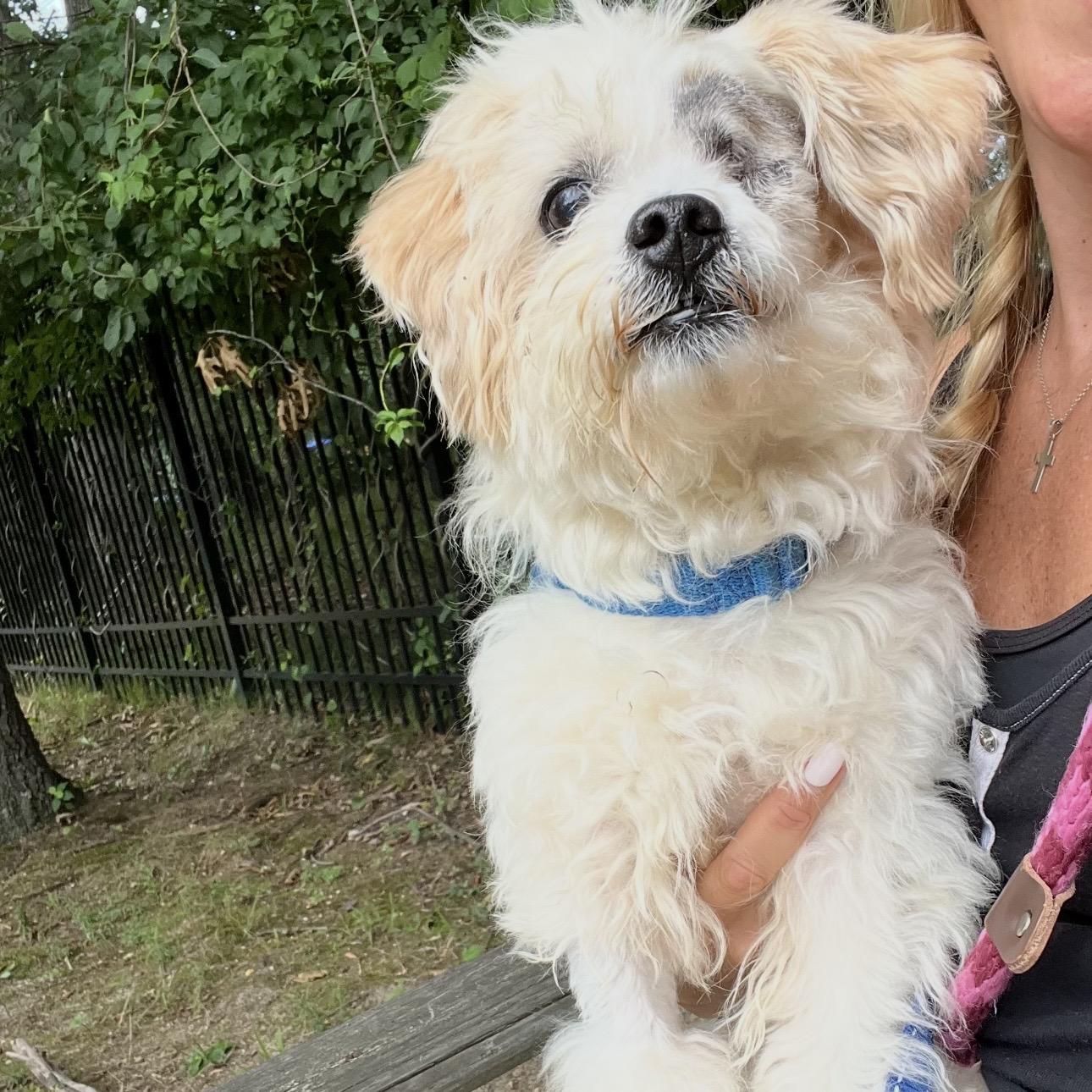 Enlarge Tamagotchi, a ADOPTABLE mixed breed in Eatontown, NJ image 3/6