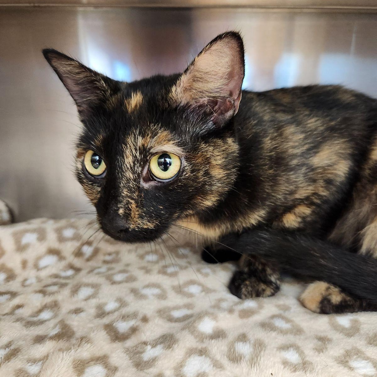 Enlarge Betty, a Adoptable Domestic Short Hair in Liberty, MO image 4/4