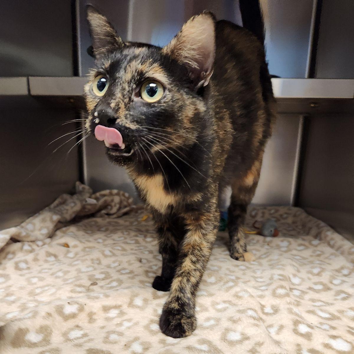 Enlarge Betty, a Adoptable Domestic Short Hair in Liberty, MO image 3/4