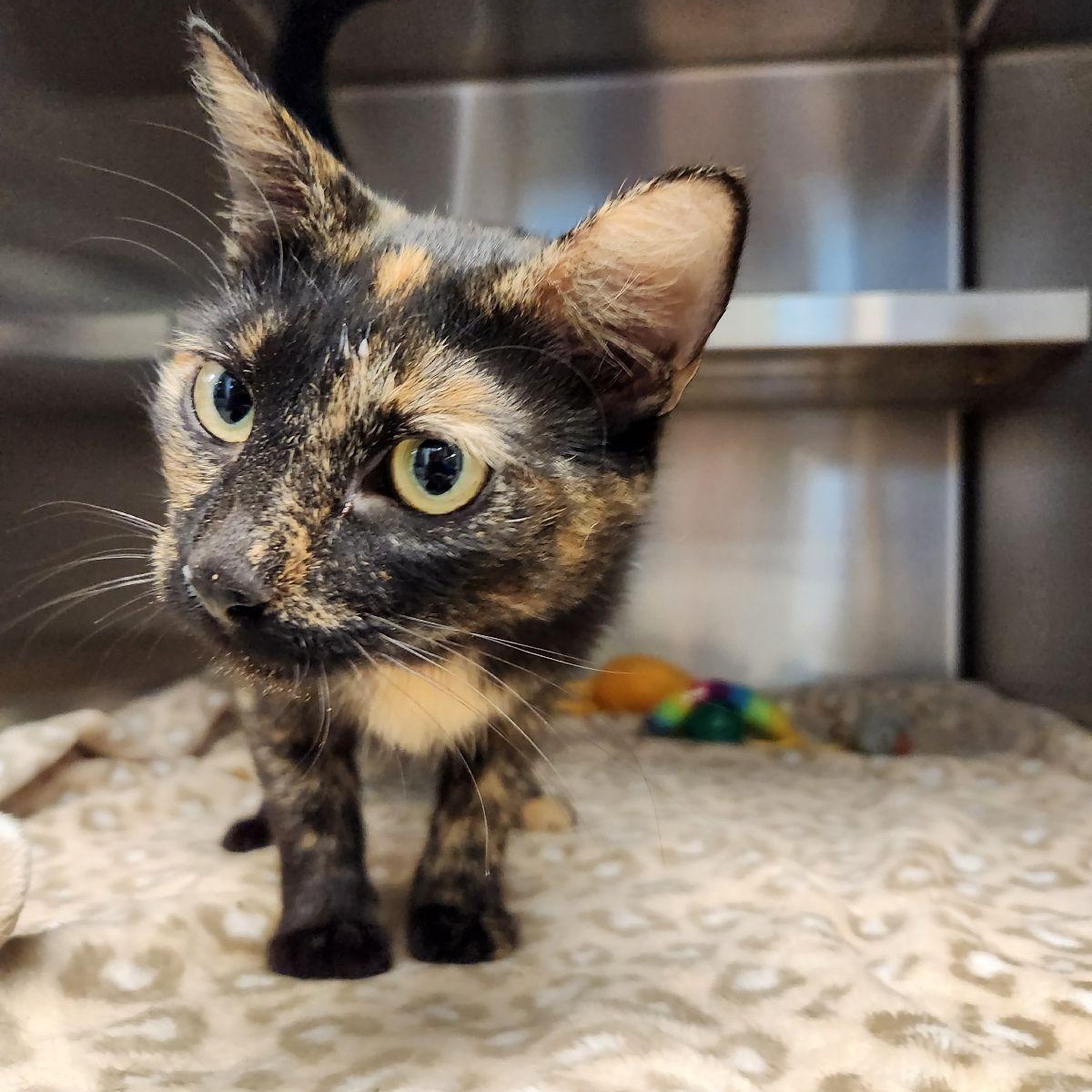 Enlarge Betty, a Adoptable Domestic Short Hair in Liberty, MO image 2/4