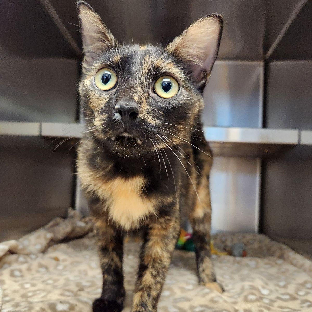 Betty, Adoptable, Young Female Domestic Short Hair.