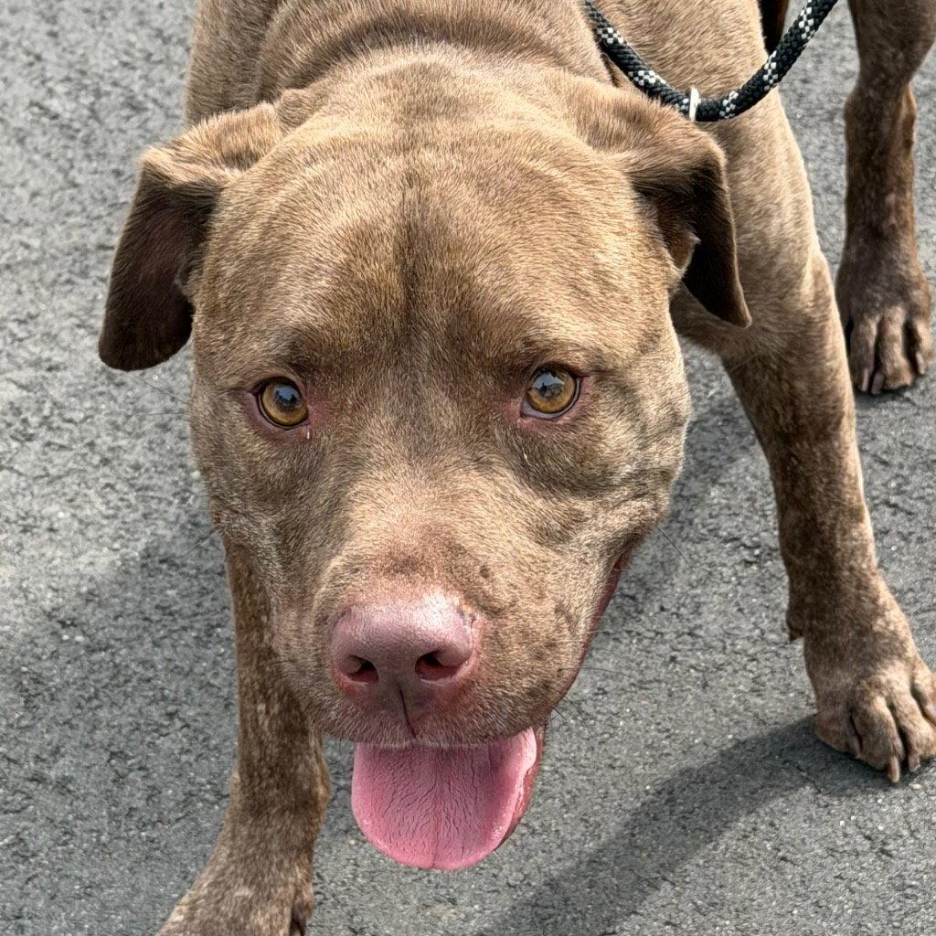 26-130 Remy, Adoptable, Adult Male Labrador Retriever.