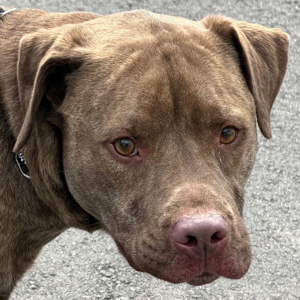 Enlarge 26-130 Remy, a Adoptable Labrador Retriever in Tarboro, NC image 2/3