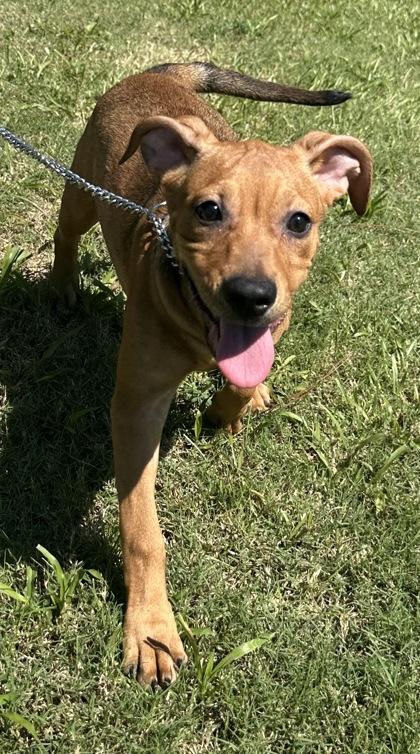 Enlarge Christeen, a Adoptable mixed breed in Moultrie, GA image 1/1