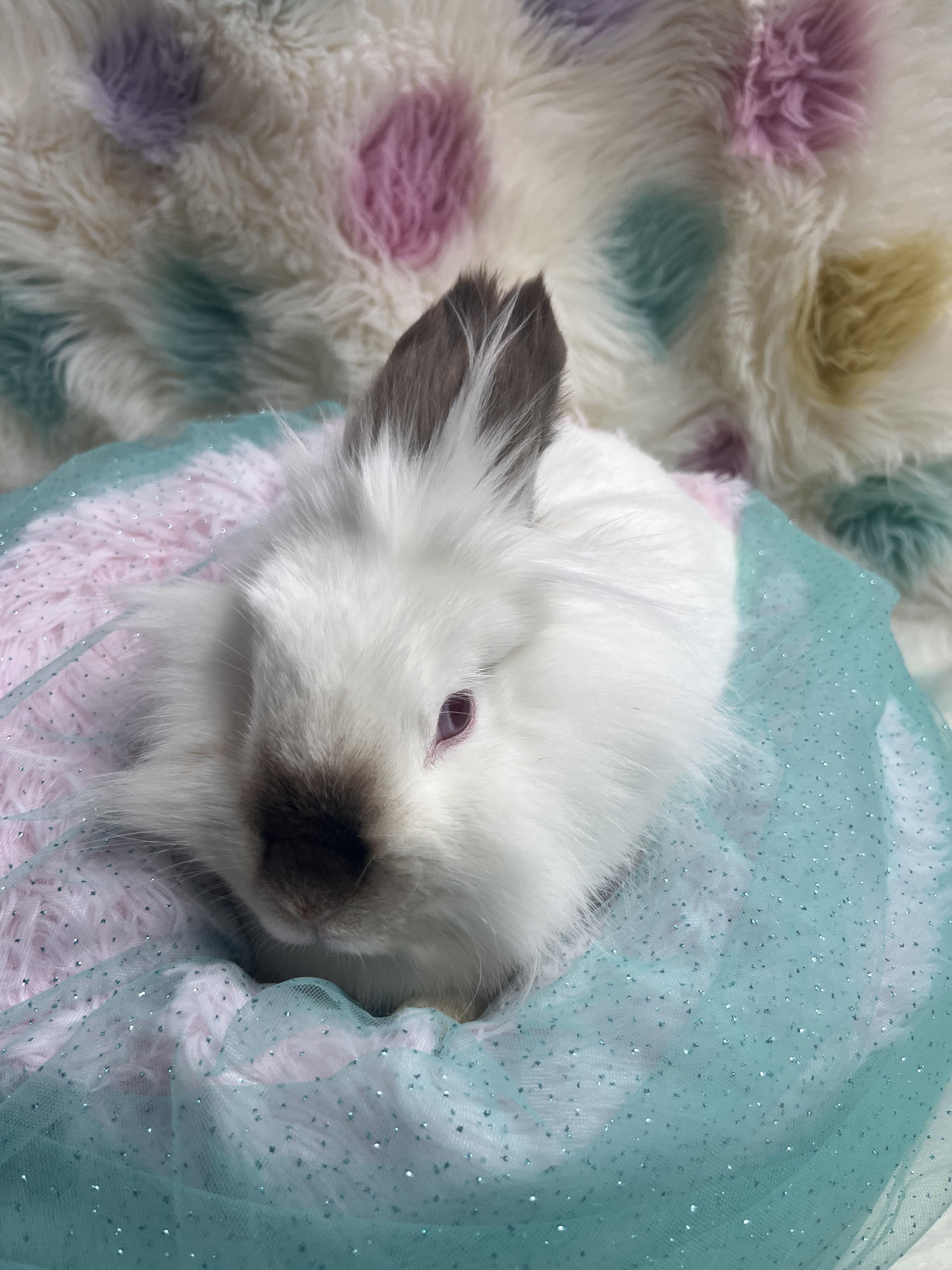 Enlarge Ivory , an adopted Lionhead in Jefferson, LA image 1/1