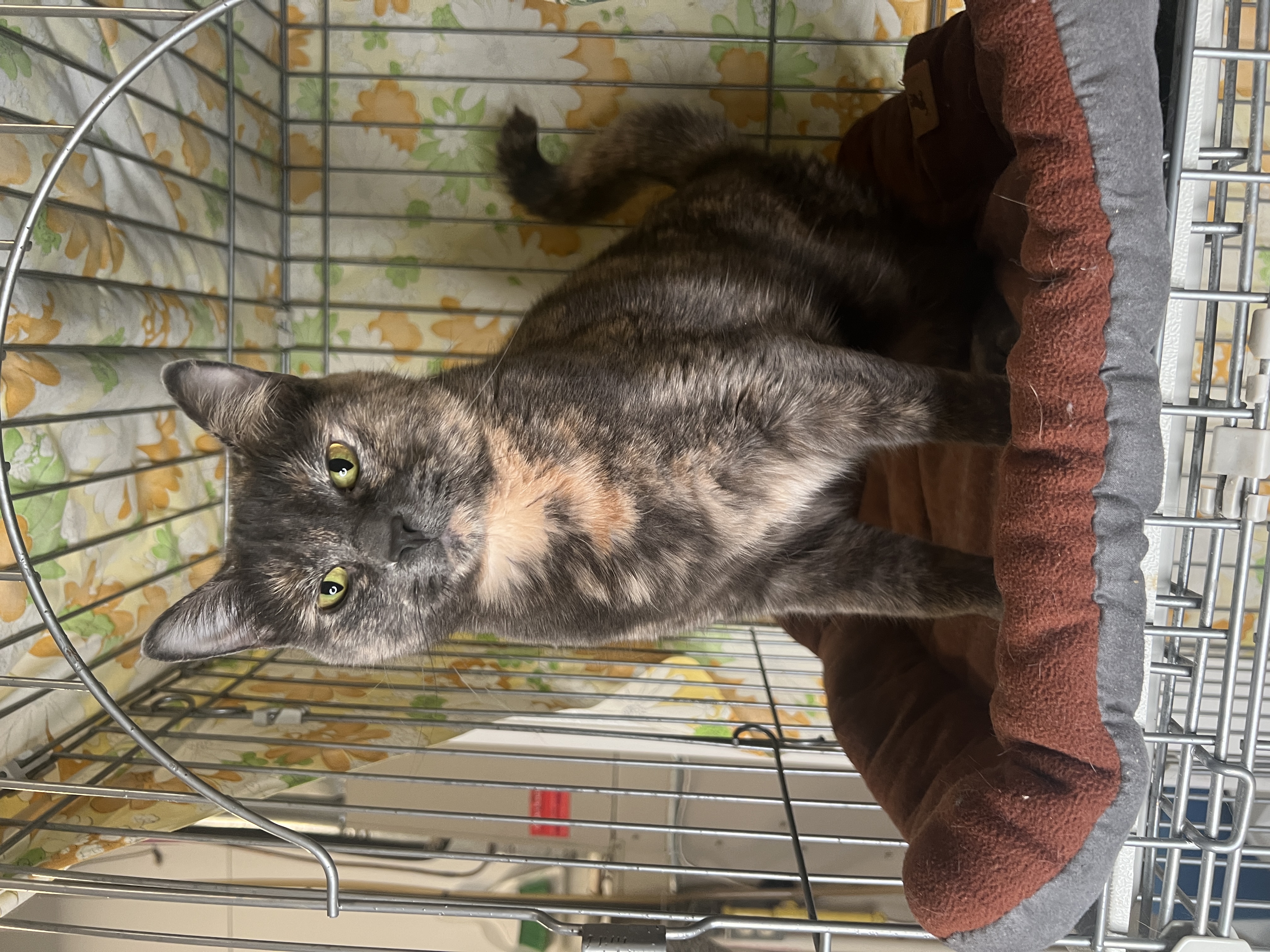 Enlarge Ed (Female Cat), a Adopted Domestic Short Hair in Frankenmuth, MI image 1/6