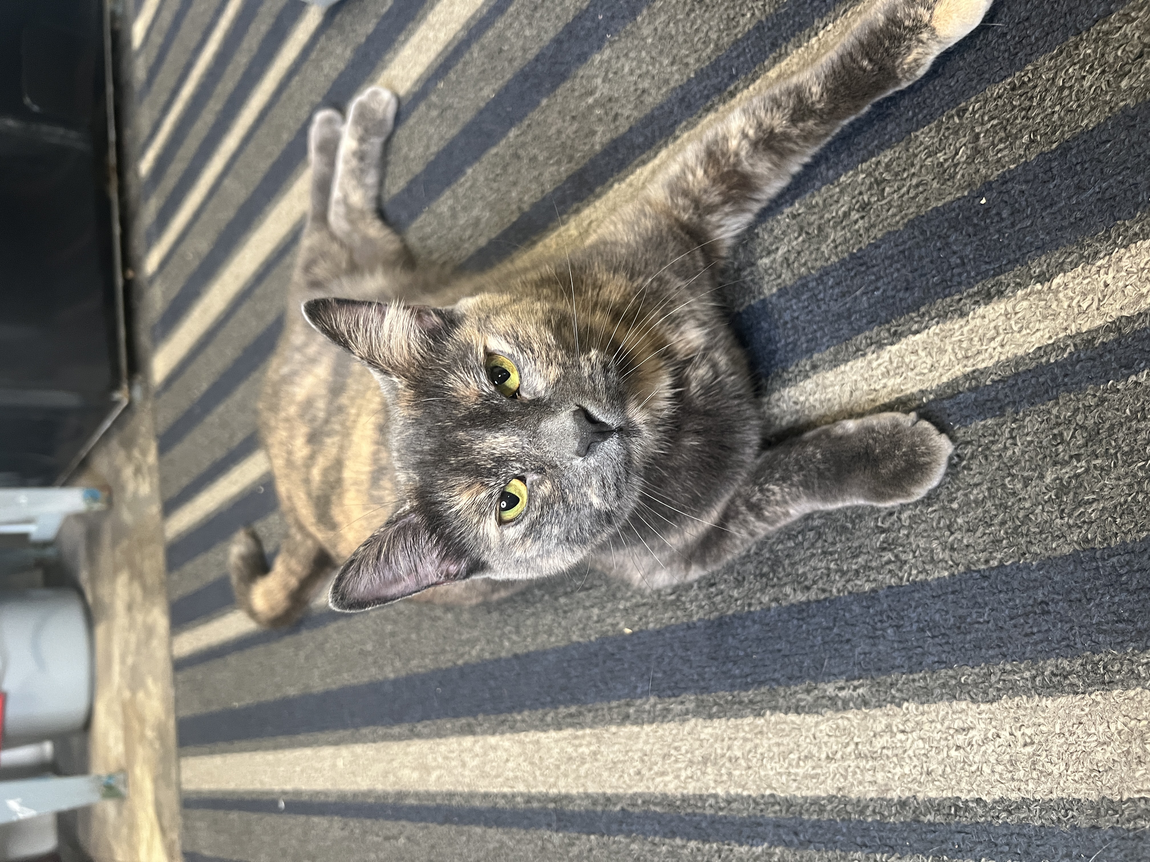 Enlarge Ed (Female Cat), a Adopted Domestic Short Hair in Frankenmuth, MI image 2/6