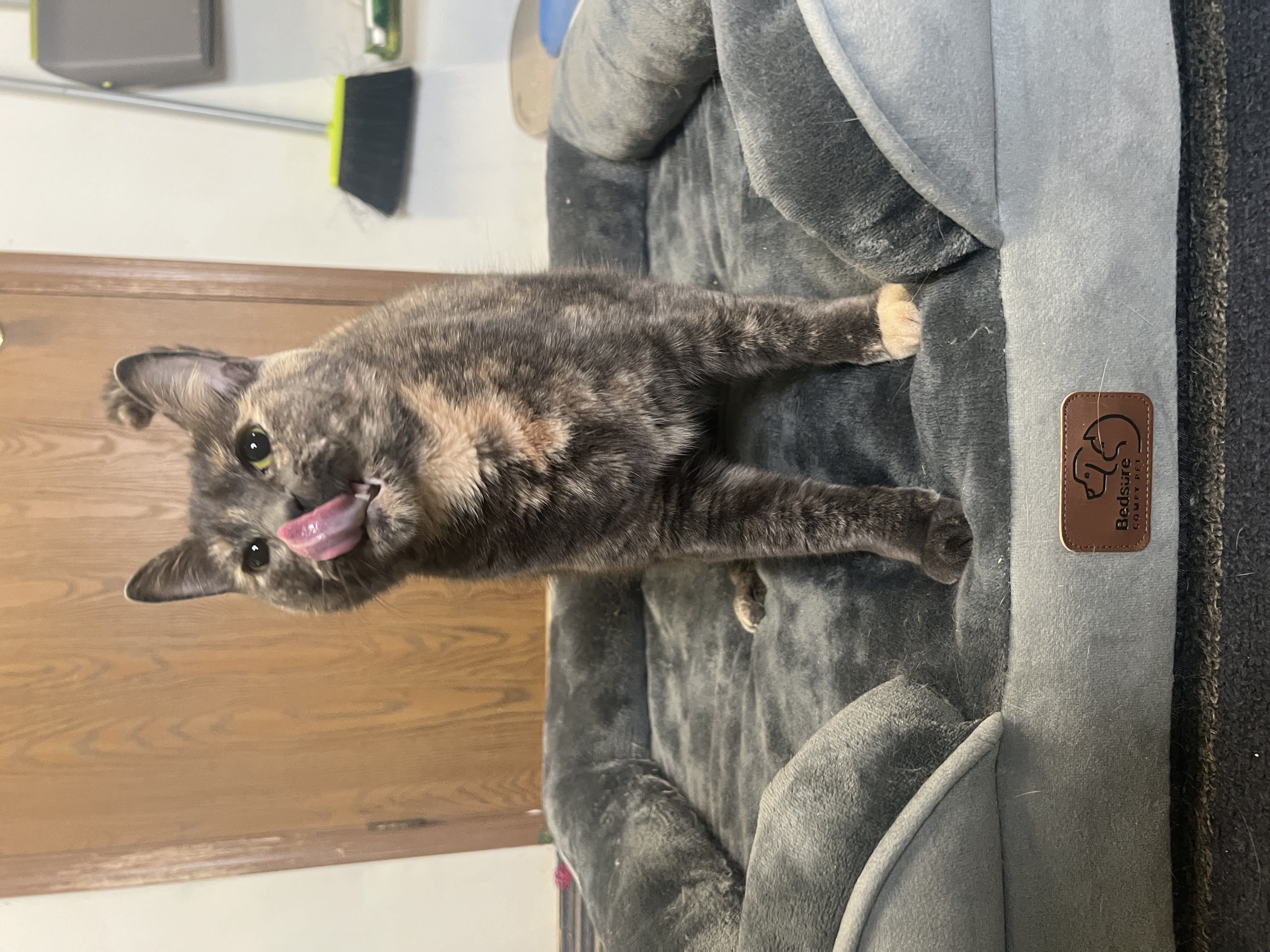 Enlarge Ed (Female Cat), a Adopted Domestic Short Hair in Frankenmuth, MI image 3/6